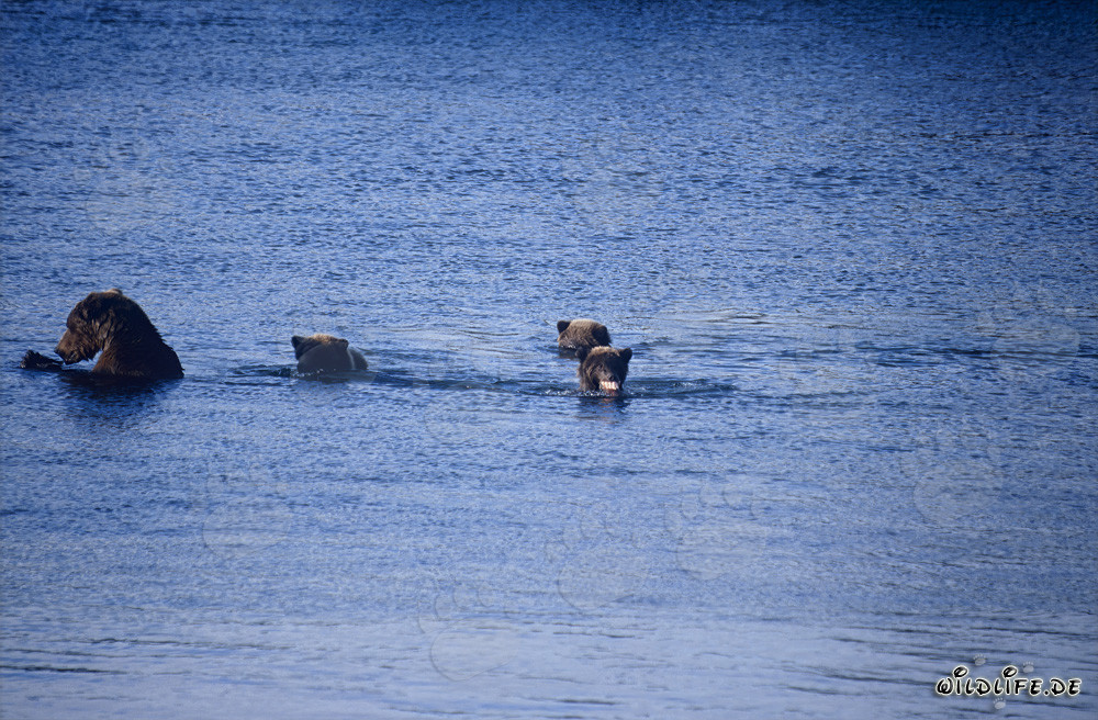 Orsa bruna con tre orsetti al lago Naknek in Alaska