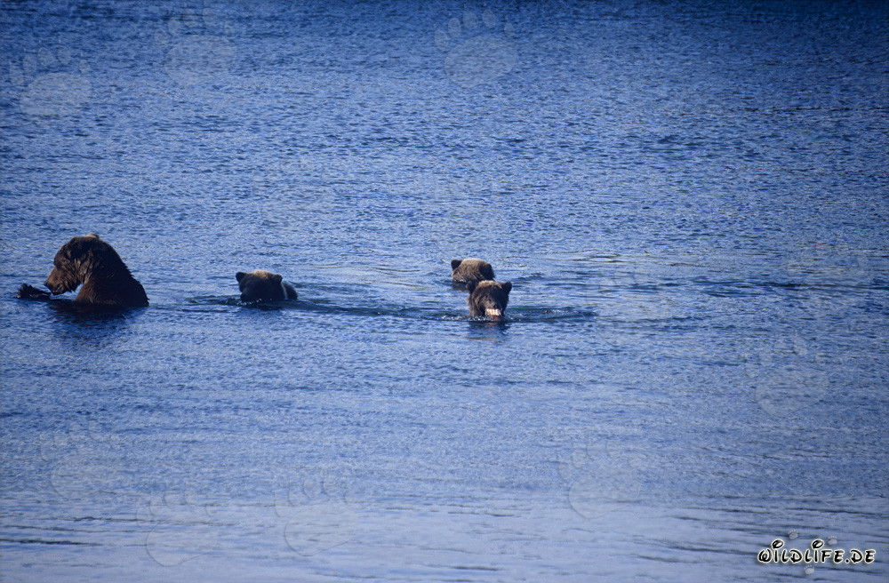Osa parda con tres osos jóvenes en el lago Naknek en Alaska