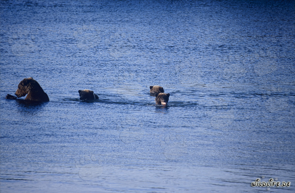 Ourse brune avec trois oursons au lac Naknek en Alaska