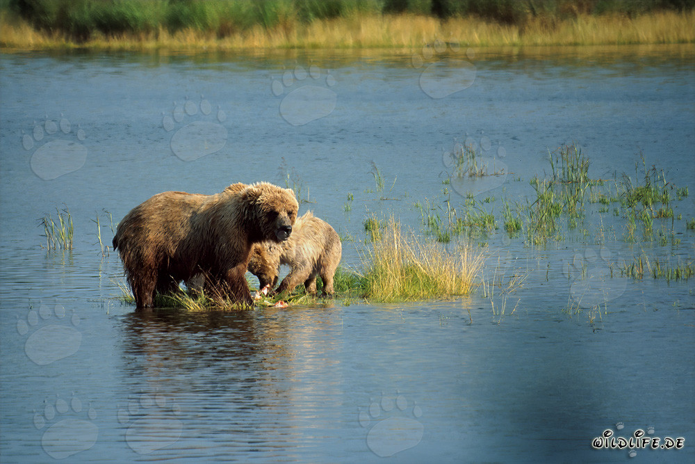 Brown bear mother with cub on small grass island