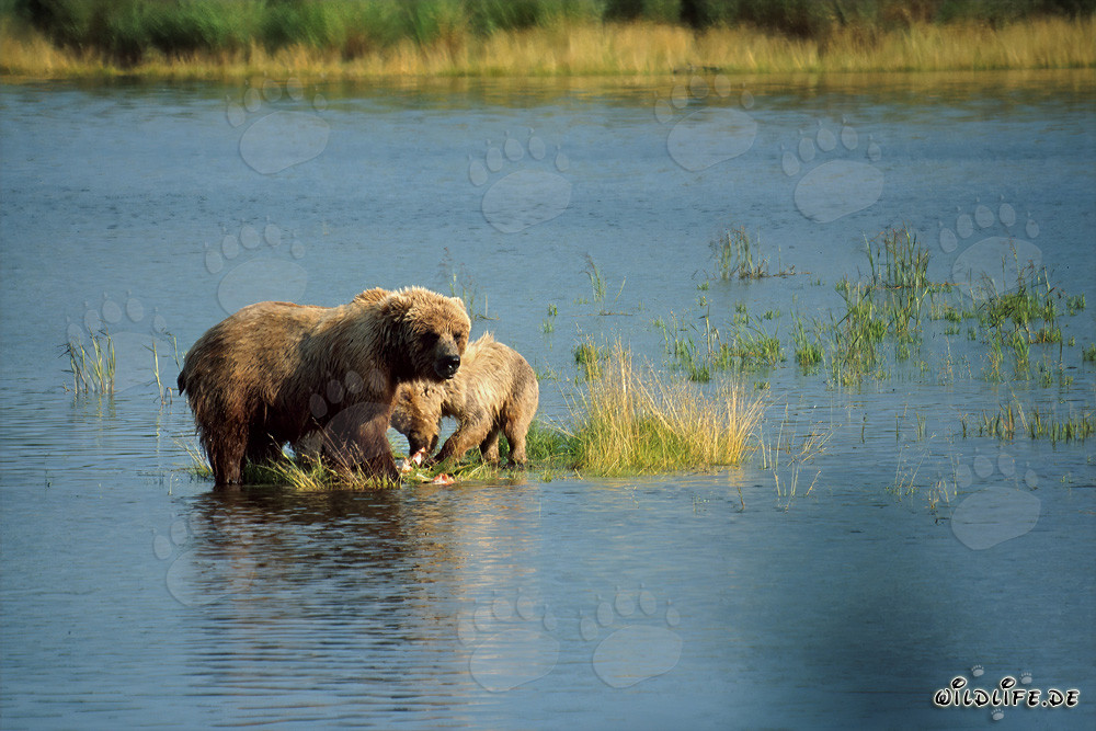 Mamma orso bruno con cucciolo su piccola isola erbosa