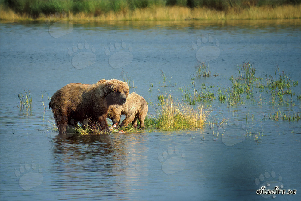 Mère ours brun avec son petit sur une petite île herbeuse
