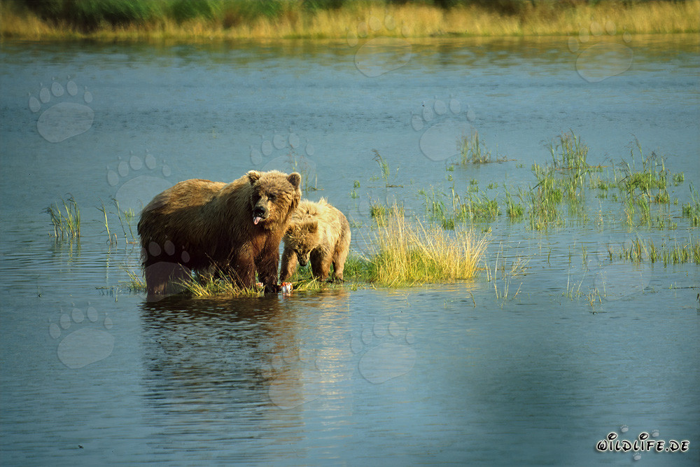 Ourse brune surprise attrape des saumons dans la rivière - Photographie animalière