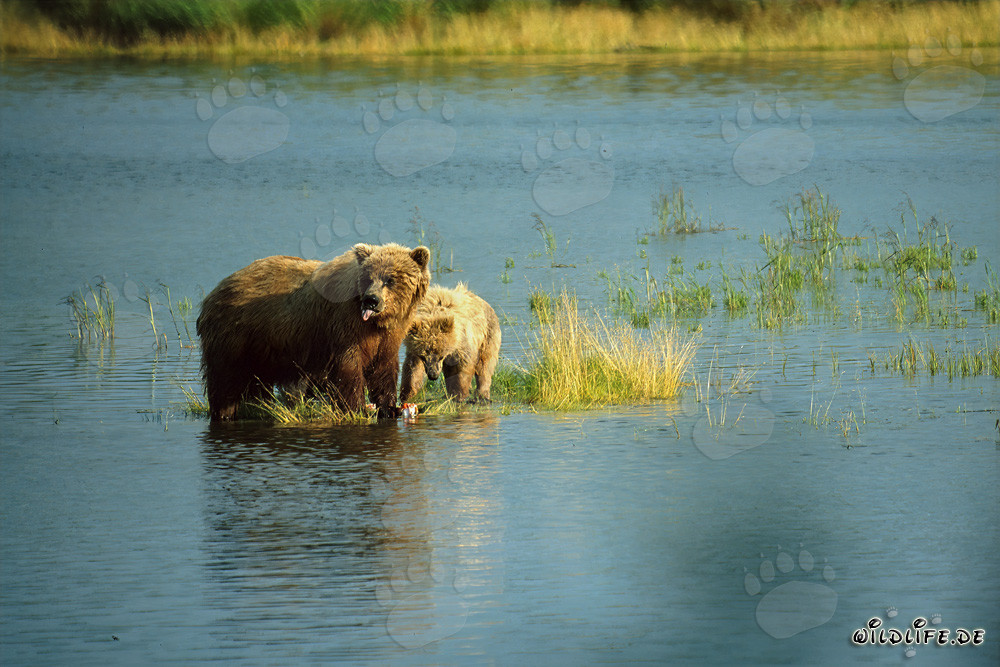 Überraschte Braunbärin fängt Lachse im Fluss - Wildlife Fotografie