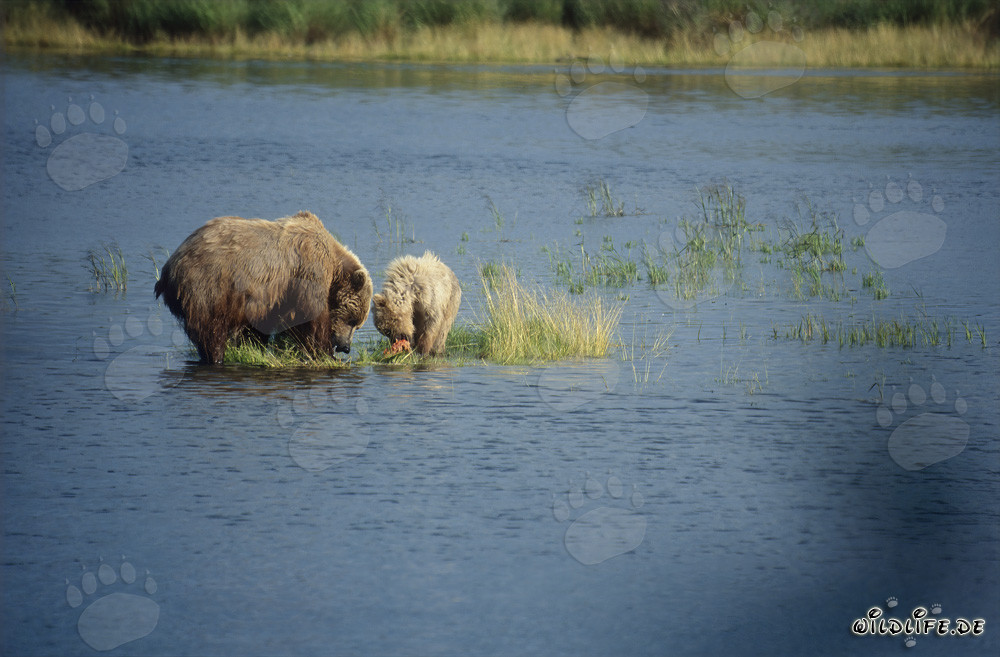 Braunbärin mit Jungbär beim Lachsfischen im Brooks River