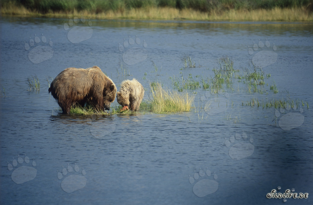 Brown bear with cub fishing for salmon at Brooks River