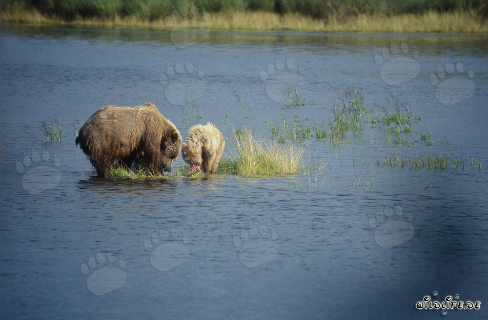 Orsa bruna con orsetto che pesca salmoni nel fiume Brooks
