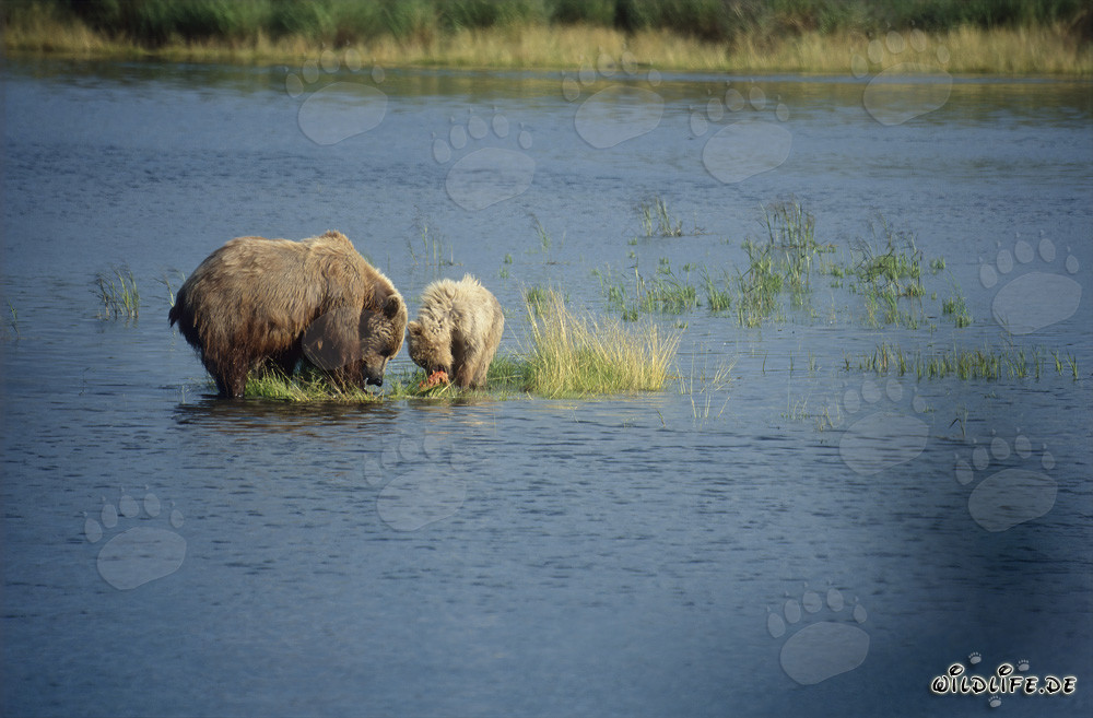 Osa parda con osezno pescando salmones en el río Brooks