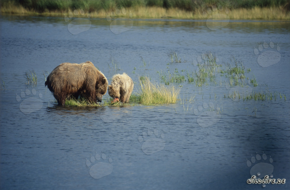 Ourse brune avec ourson pêchant le saumon dans la rivière Brooks