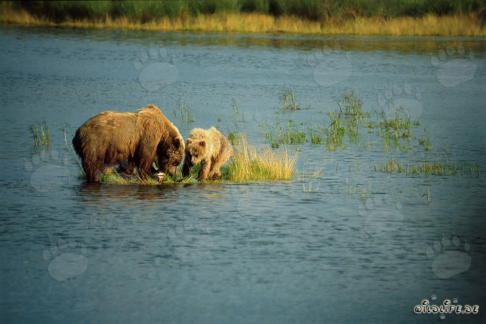 Mother brown bear successfully catches salmon in the river