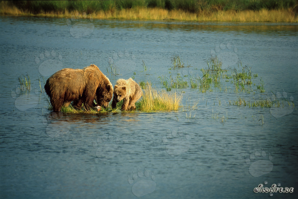 Mère ours brun attrape avec succès des saumons dans la rivière