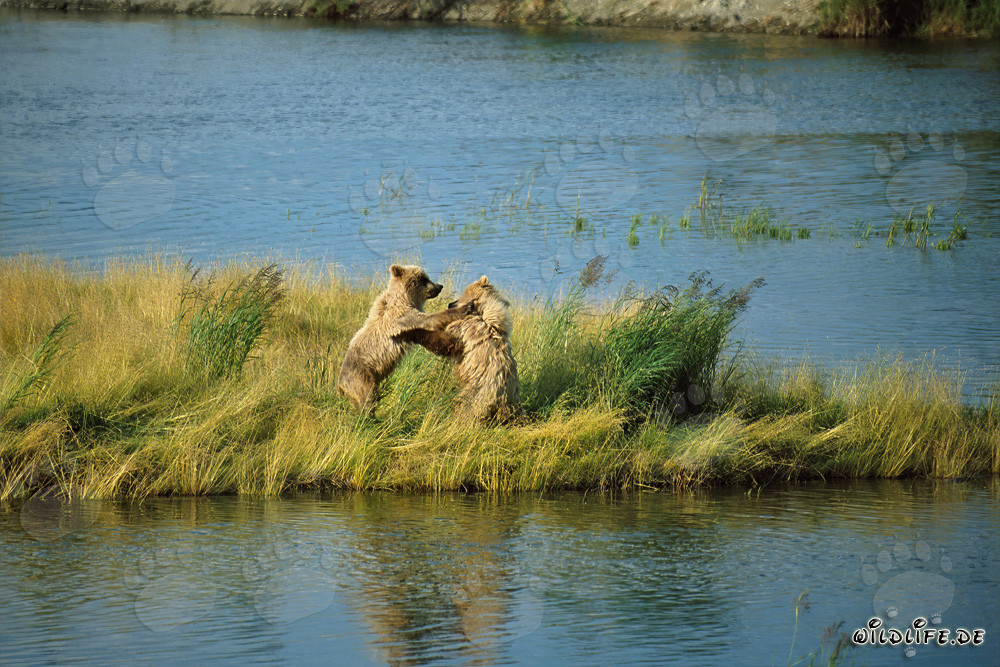 Spielende junge Braunbären am Brooks River, Katmai, Alaska