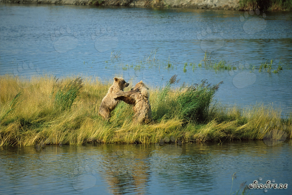 Playing Young Brown Bears at Brooks River, Katmai, Alaska