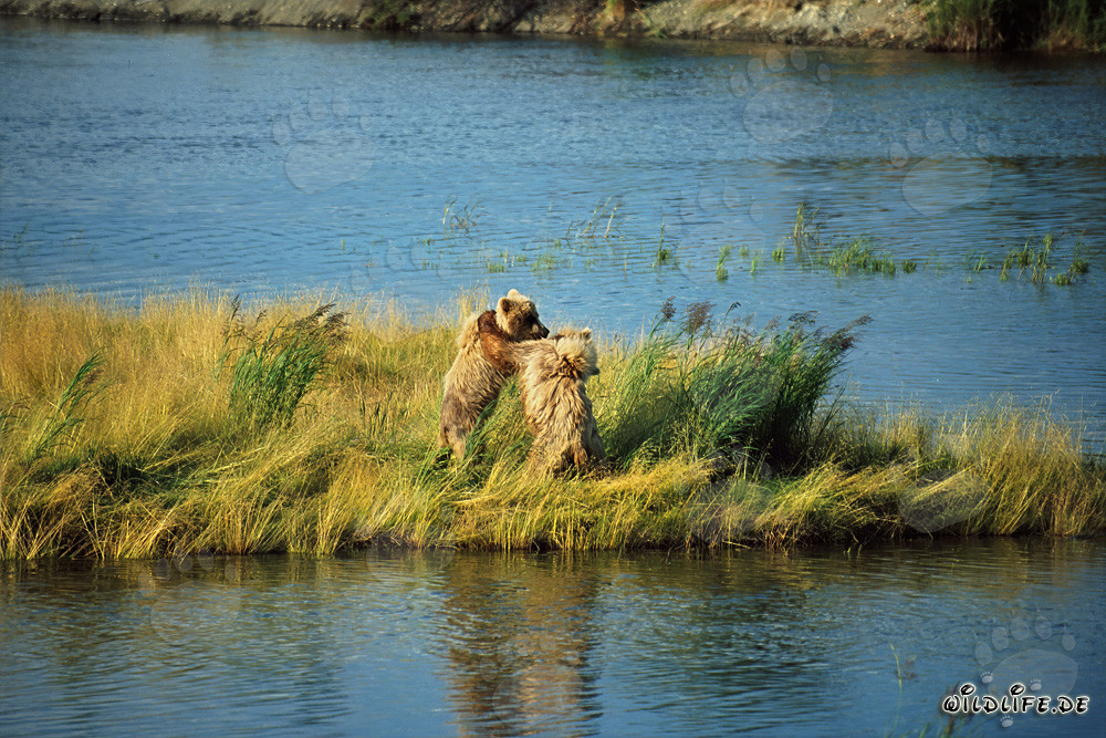 Deux jeunes ours bruns espiègles au Brooks River, Alaska