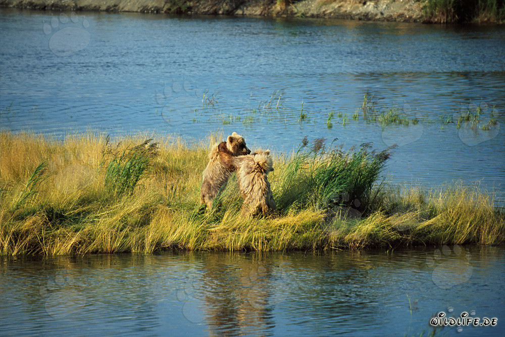 Dos jóvenes osos pardo juguetones en el río Brooks, Alaska