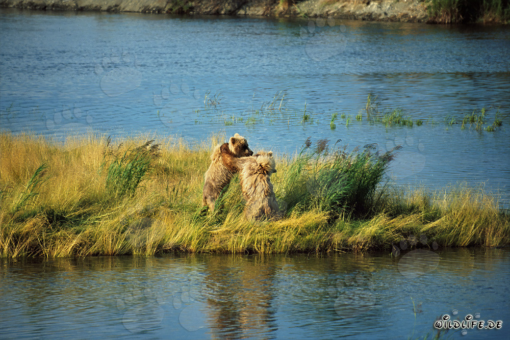 Two playful young Brown Bears at Brooks River, Alaska