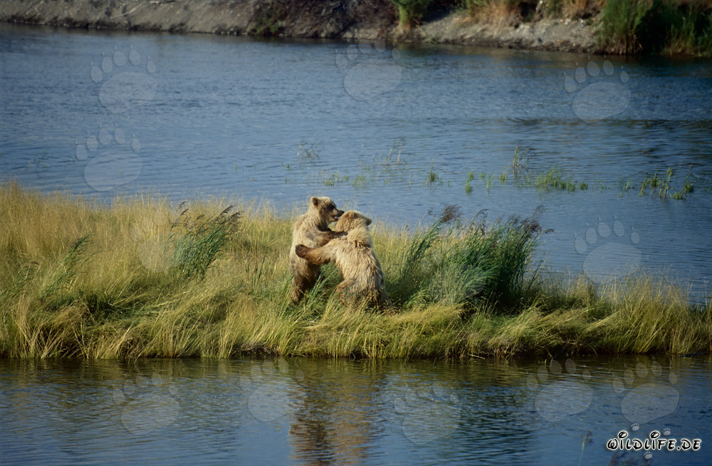 Observa a jóvenes osos pardos jugando en las cataratas Brooks en Alaska