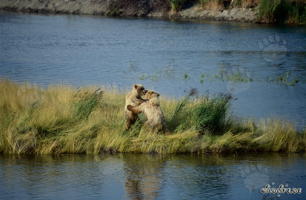 Observing playing young brown bears at Brooks Falls in Alaska