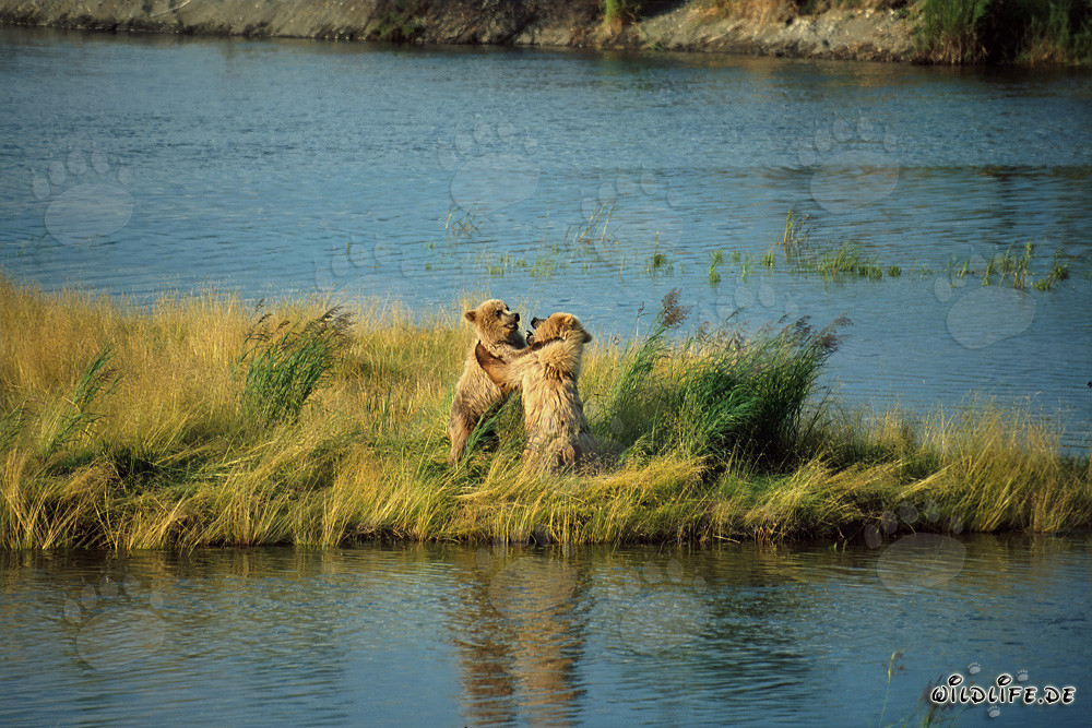 Two Playful Young Brown Bears at Brooks River, Katmai, Alaska
