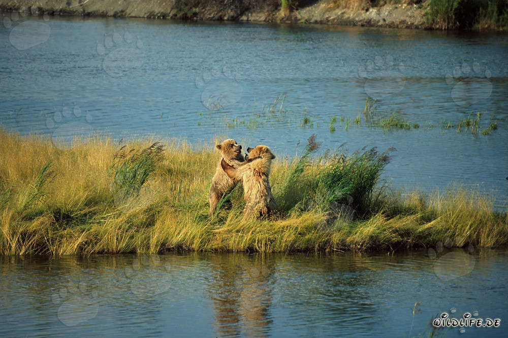 Due giovani orsi bruni giocosi al Brooks River, Katmai, Alaska
