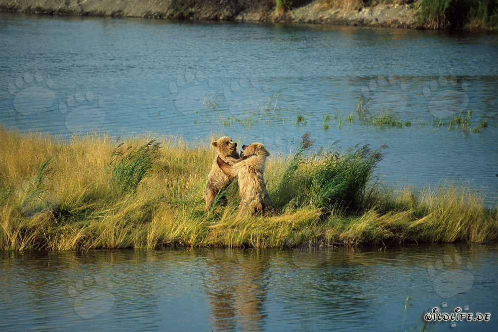 Dos jóvenes osos pardos juguetones en el río Brooks, Katmai, Alaska