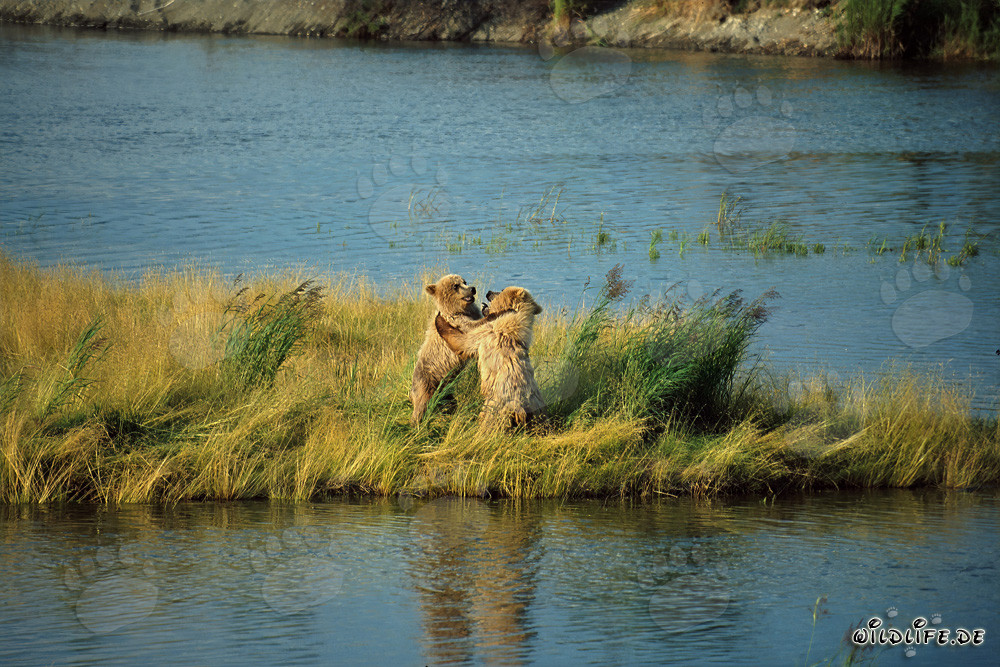 Deux jeunes ours bruns joueurs au Brooks River, Katmai, Alaska