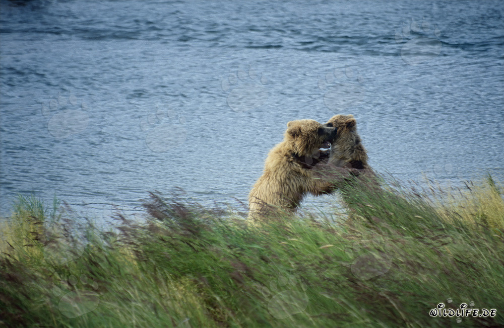 Playful young brown bears at Brooks River