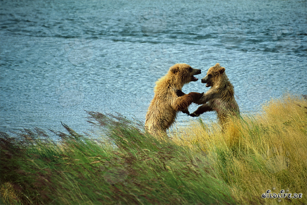 Giovani orsi bruni che giocano lungo il fiume Brooks, parco nazionale di Katmai, Alaska