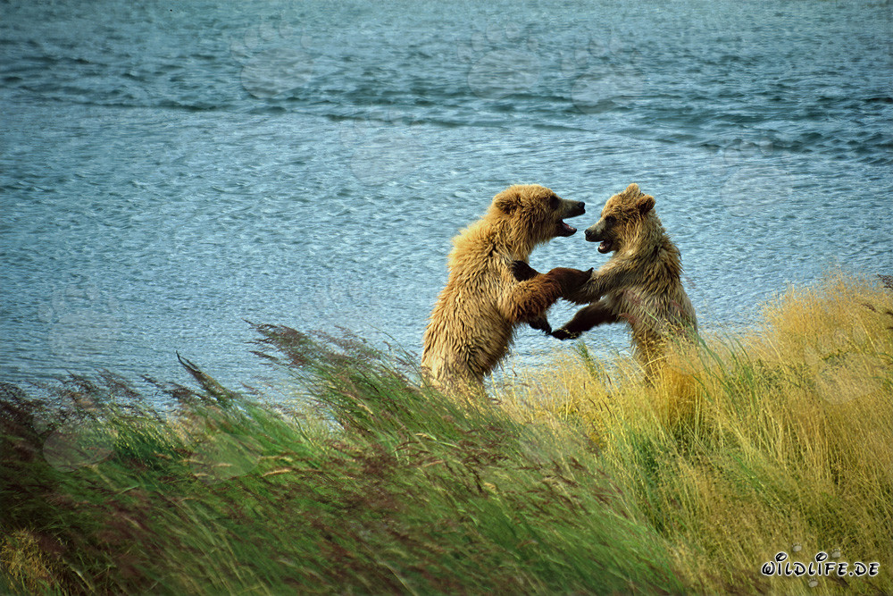 Spielende junge Braunbären am Brooks River, Katmai Nationalpark, Alaska