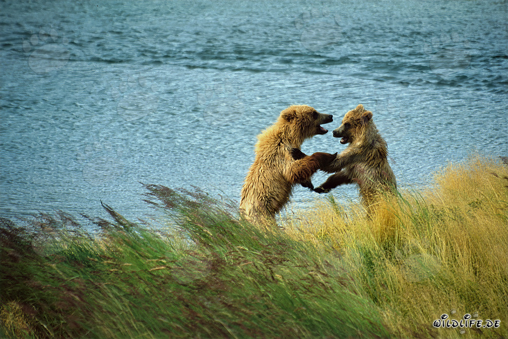 Oseznos jugando en el río Brooks, Parque Nacional Katmai, Alaska