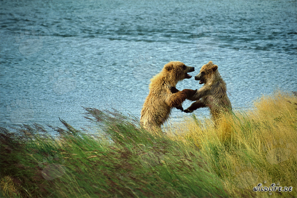 Young Brown Bears Playing at Brooks River, Katmai National Park, Alaska