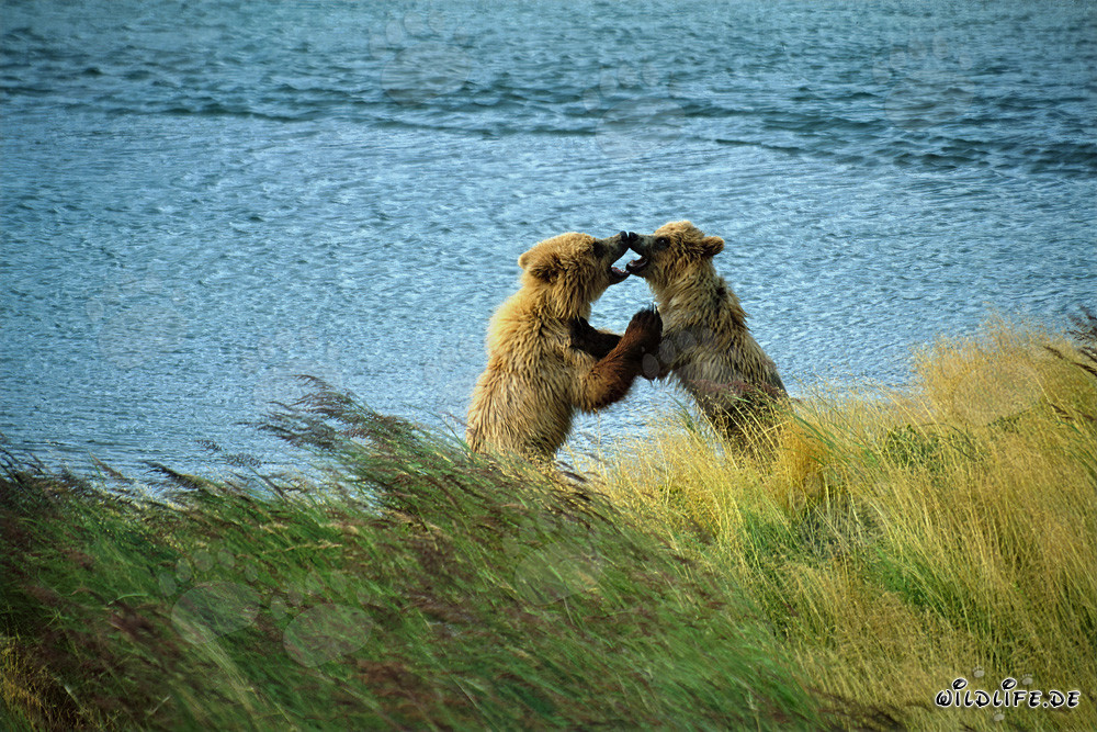 Zwei verspielte junge Braunbären am Brooks River in Katmai, Alaska