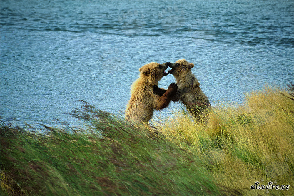 Two Playful Young Brown Bears at Brooks River in Katmai, Alaska