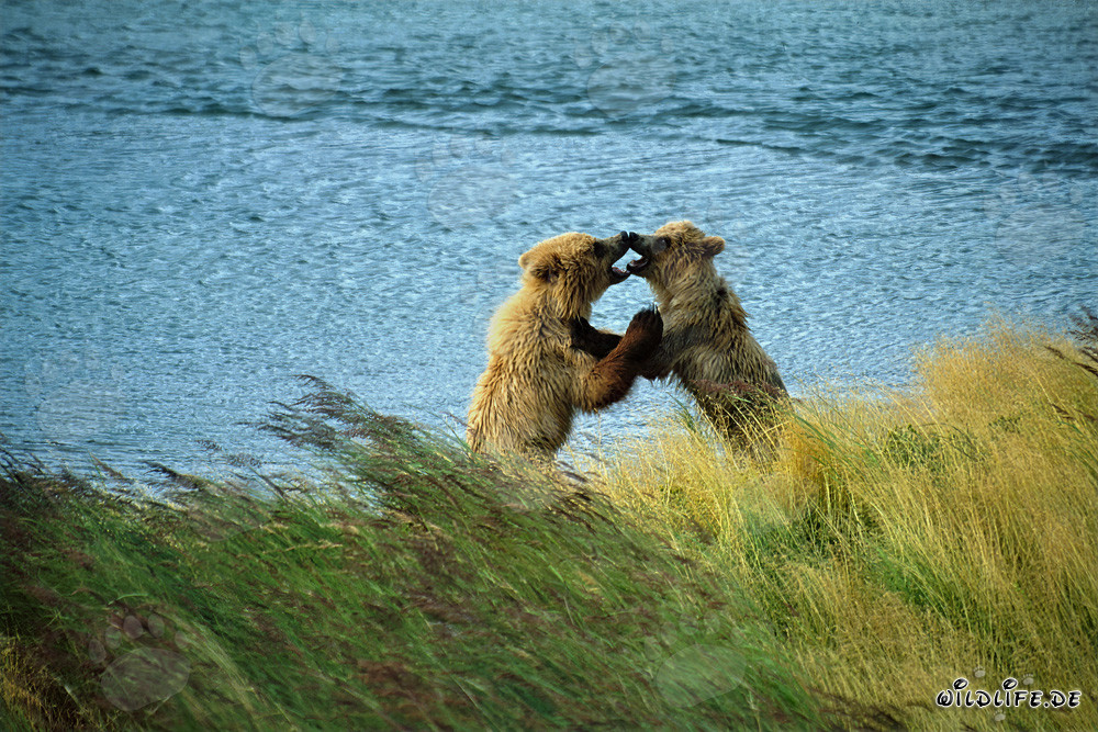 Dos jóvenes osos pardos jugando en el río Brooks en Katmai, Alaska