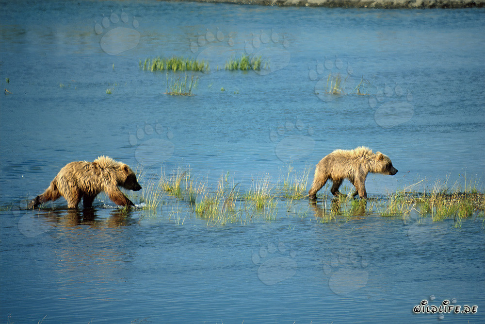 Giovani orsi bruni giocano esplorando il corso di un fiume in Alaska
