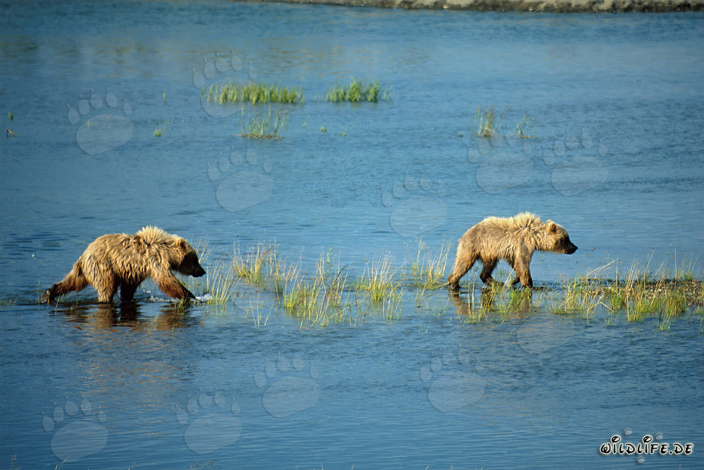 Jeunes ours bruns joueurs explorant le cours d'une rivière en Alaska