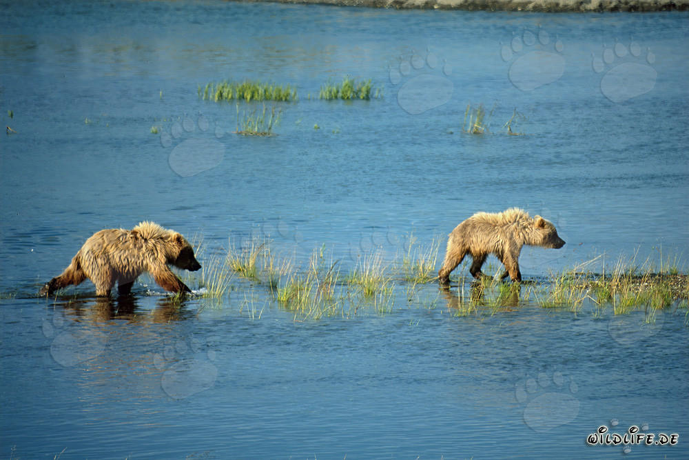 Jóvenes osos pardos juguetones explorando el curso de un río en Alaska