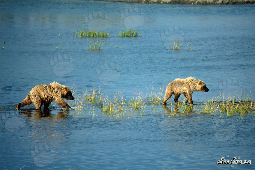 Spielerische junge Braunbären erkunden den Flusslauf in Alaska