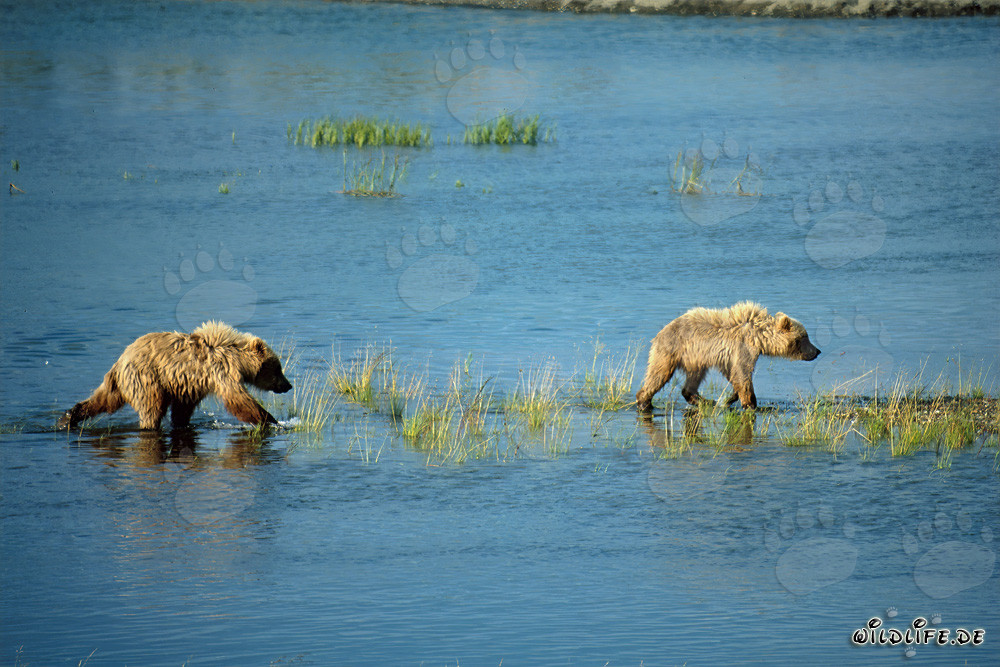 Playful young Brown Bears exploring the river in Alaska