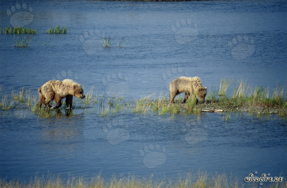 Brown Bears at Brooks River in Alaska
