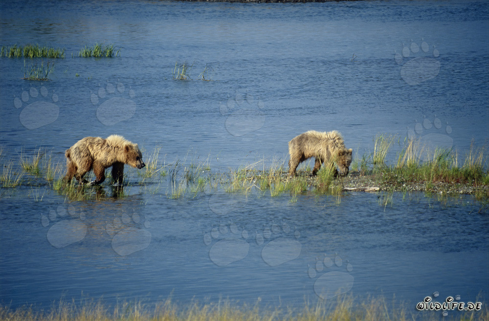 Orsi bruni al Brooks River in Alaska