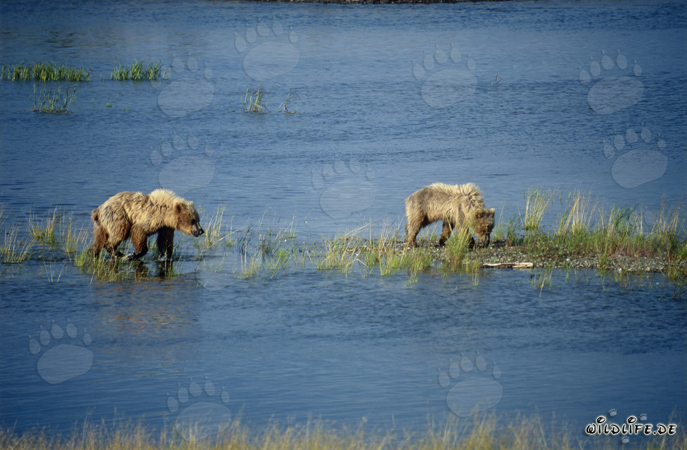 Osos pardos en el río Brooks en Alaska