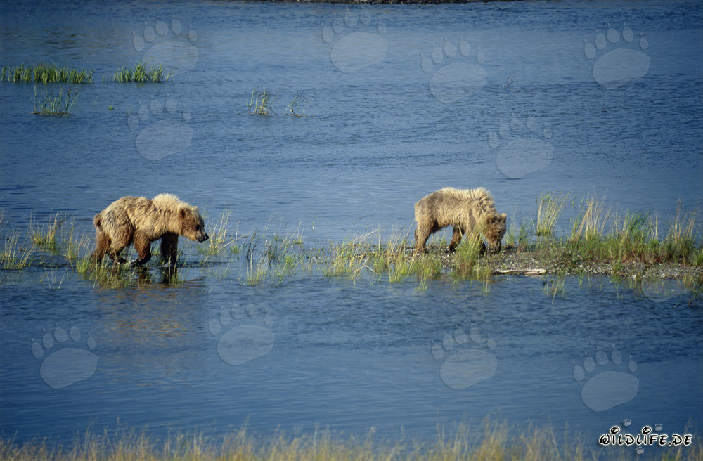 Ours bruns au Brooks River en Alaska