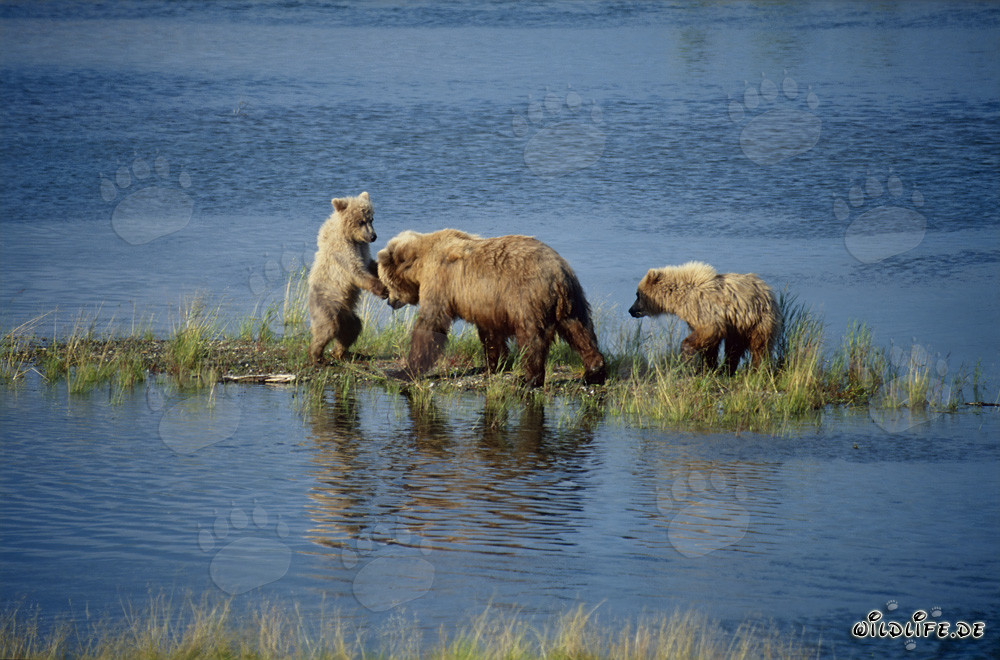 Braunbärin mit ihren niedlichen Jungbären am malerischen Brooks River in Alaska