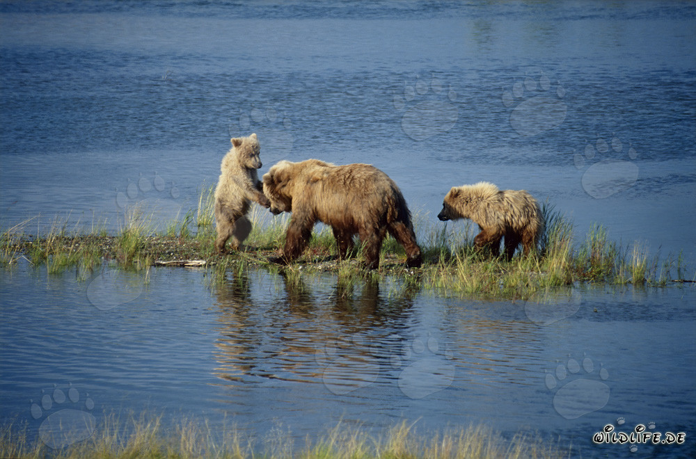 Brown bear with her adorable cubs at the picturesque Brooks River in Alaska