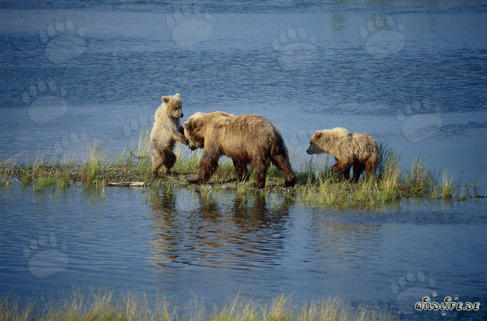 Orsa bruna con i suoi adorabili cuccioli sul pittoresco fiume Brooks in Alaska