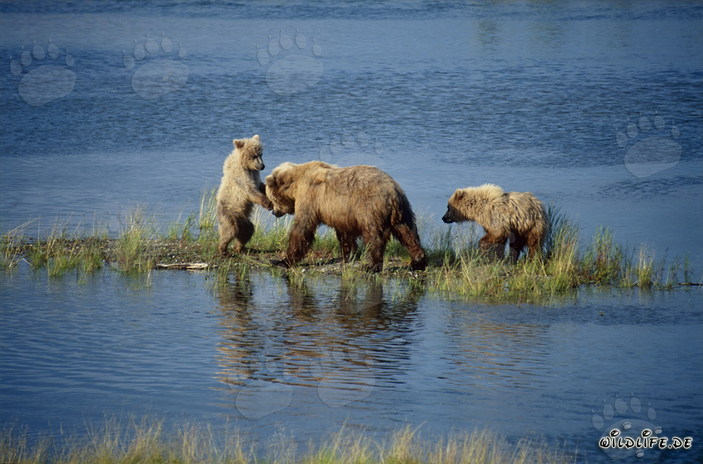 Osa parda con sus adorables ositos en el pintoresco río Brooks en Alaska