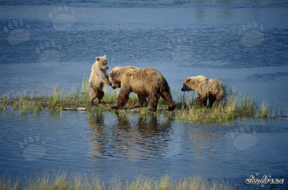 Ourse brune avec ses adorables oursons au pittoresque fleuve Brooks en Alaska