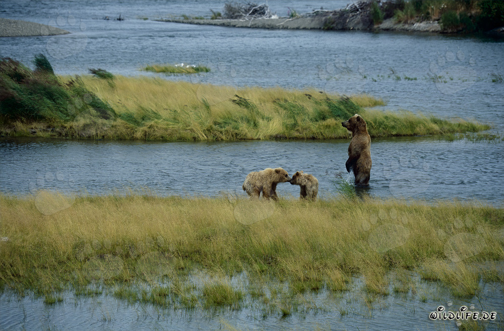 Brown bear mother with her cubs at the scenic Brooks River in Alaska
