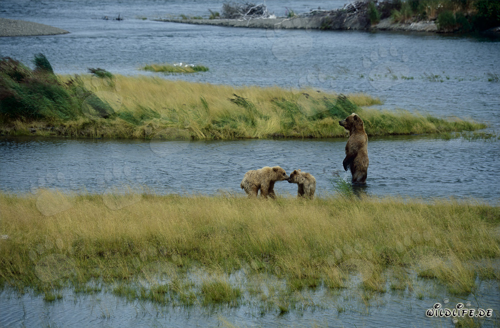 Orsa bruna con i suoi cuccioli sul pittoresco fiume Brooks in Alaska